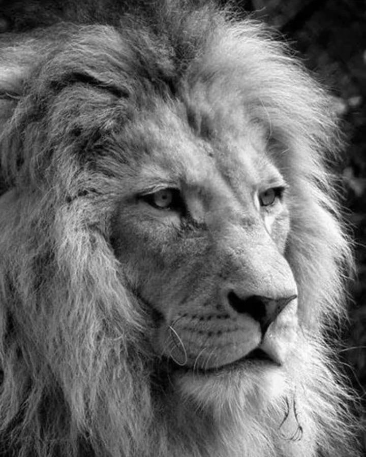Leone di Oreste · simbolo del suo segno zodiacale